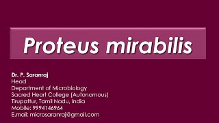 Proteus mirabilis [upl. by Kale]