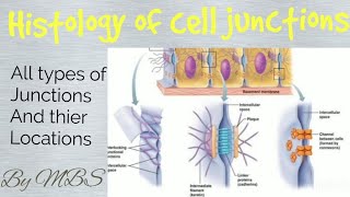 histology of cell junctions [upl. by Ahsemit566]