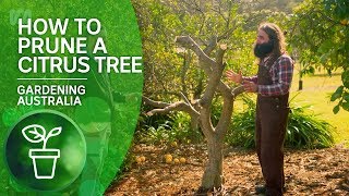 How to Prune a Citrus Tree  Citrus  Gardening Australia [upl. by Walcott531]