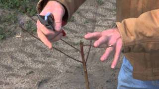 Pruning a Young Peach Tree [upl. by Prendergast]