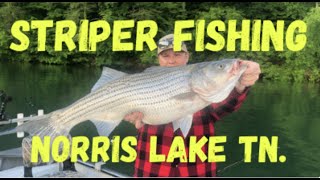 Striper Fishing  Catching Bait And Catching Fish On Norris Lake [upl. by Schubert]