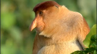 Natures Oddest Looking Animals  Top 5  BBC Earth [upl. by Akirrehs]