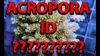 Trying to ID Acropora Species [upl. by Mccreary]