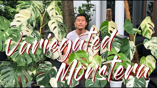 Variegated monstera care and propagation [upl. by Wrigley]