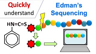 Edman degradation  Edman Sequencing [upl. by Alben233]