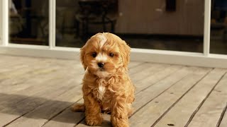 Puppy Growing from 2 month to 8 month  Cavoodle [upl. by Seiter539]