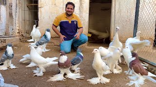 Ground Birds Fancy Kabootar Pheasant Farming Peacock Dance Hen Hatching Chiks Hsn Entertainment [upl. by Felton]