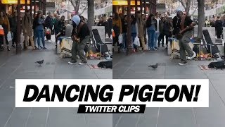 Pigeon Dances With A Street Singer Robin Thicke’s  Blurred Lines [upl. by Yahska]