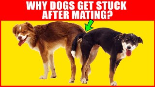 Why Dogs Get Stuck After Mating  Breeding Process Explained [upl. by Sitof]