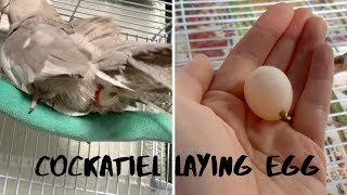 Cockatiel Giving BirthLaying Egg UP CLOSE [upl. by Stagg34]