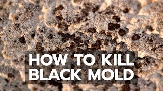 How to Kill Black Mold Safely amp Forever [upl. by Musihc]