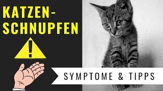 Katzenschnupfen  Symptome Gefahren amp Behandlung [upl. by Aicac]