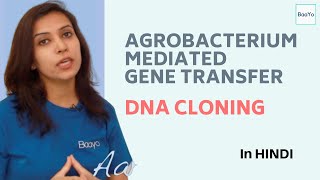 Agrobacterium Mediated Gene Transfer  Part 4  DNA Cloning [upl. by Tali]