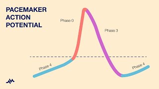 Pacemaker Action Potential [upl. by Yenhoj]