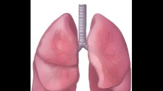 Emphysema vs Bronchitis [upl. by Dobbins]