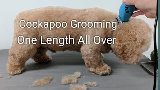 Cockapoo Grooming One Length All Over [upl. by Bambi400]