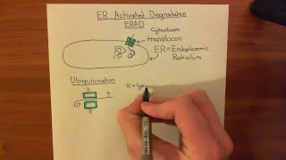 Endoplasmic Reticulum Activated Degradation ERAD Part 1 [upl. by Trebleda255]