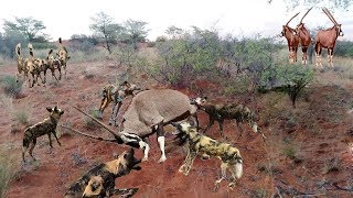 Wild Dogs Attack And Eat Live Antelope Oryx PeanutsWild Dog Vs Oryx [upl. by Everest]