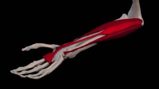 Arm Muscles 31 Palmaris Longus [upl. by Amat832]