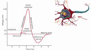 012 The Absolute and Relative Refractory Periods [upl. by Armat203]