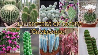 120 SPECIES OF CACTUS Cactaceae [upl. by Comyns]