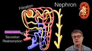 The Urinary System [upl. by Ndnarb]