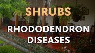 Rhododendron Diseases [upl. by Nnaylime]