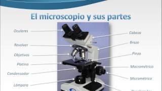 El microscopio y sus partes [upl. by Aitetel]