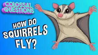 How Do Squirrels Fly  COLOSSAL QUESTIONS [upl. by Gideon500]