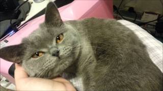 Cute British Shorthair Cat talking [upl. by Junno]