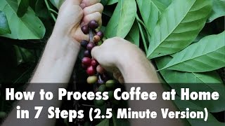 How to Process Coffee at Home in 7 Steps 25 Minute Version [upl. by Wurtz]