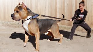 These Are 10 Most Dominant Dog Breeds [upl. by Enywtna]