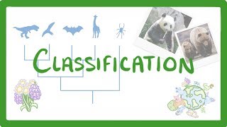 GCSE Biology  Classification 80 [upl. by Carrew]