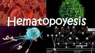 Hematopoyesis [upl. by Dolores893]