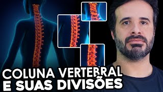 COLUNA VERTEBRAL E SUAS DIVISÕES [upl. by Sakiv]