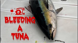 How to properly bleed a Tuna [upl. by Benn]