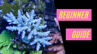 Introduction to SPS  Acropora Montipora Pocilloporidae [upl. by Inanaup154]