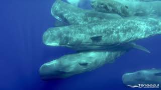 The Sound of Sperm Whales  WHALEZONETV [upl. by Sutherlan638]