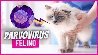 PARVOVIRUS EN GATOS  Contagio síntomas y tratamiento [upl. by Ylam]