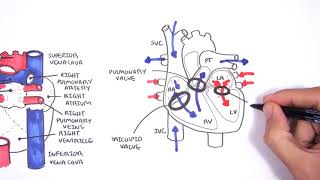 Introduction to Cardiac Heart Anatomy and the Chest Xray [upl. by Suoicserp]