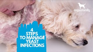 4 Simple Steps to Manage Yeast Infections in Dogs [upl. by Ahsaf]