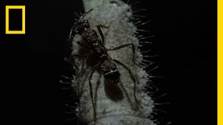 Personal Ant Army  National Geographic [upl. by Thanos]