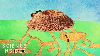 Whats Inside An Anthill [upl. by Aicilaf75]