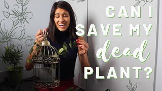 I SAVED MY DEAD JASMINE PLANT  How to Revive a Dry House Plant [upl. by Gravante852]