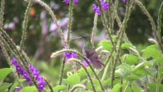 Colibri Flight [upl. by Tchao]