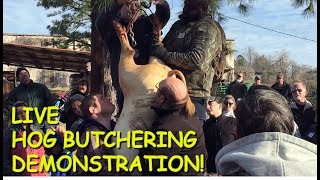 Annual Hog Butchering Demonstration at the Old South Farm Museum [upl. by Vowel64]