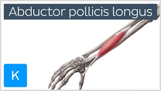 Abductor Pollicis Longus Muscle Overview  Human Anatomy  Kenhub [upl. by Maddalena]