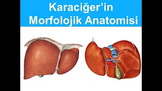 Karaciğer Morfolojik Anatomisi YAYDAR [upl. by Samella109]