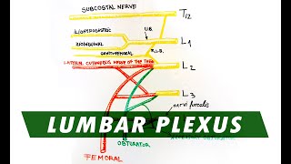 Anatomy  Lumbar Plexus [upl. by Shanney71]