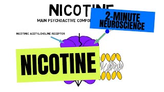 2Minute Neuroscience Nicotine [upl. by Capwell]